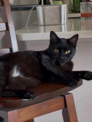 Lost Female Cat last seen Winchester and maysville, Huntsville, AL 35811