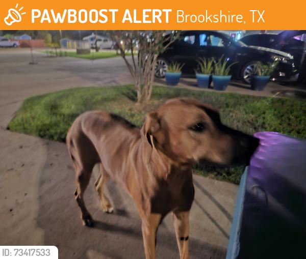 Found/Stray Female Dog last seen Summer Breeze RV Rrsort, Brookshire, TX 77423
