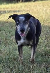 Found/Stray Female Dog last seen SANDhurst Ln S, North Richland Hills, TX 76182