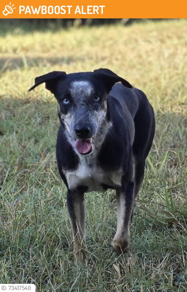 Found/Stray Female Dog last seen SANDhurst Ln S, North Richland Hills, TX 76182