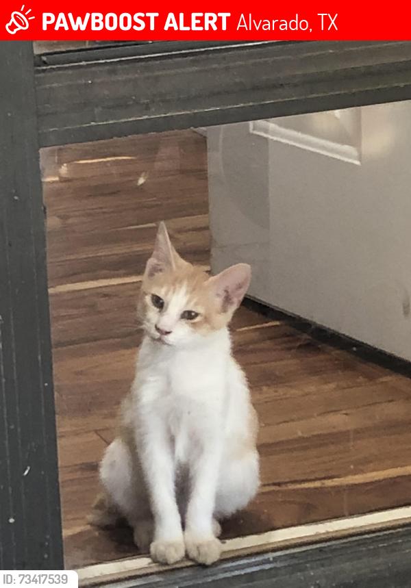 Lost Male Cat last seen Happy trails and cummins, Alvarado, TX 76009