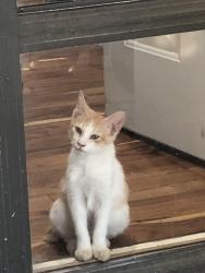 Lost Male Cat last seen Happy trails and cummins, Alvarado, TX 76009