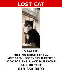 Lost Male Cat last seen Greenfield center, Greenfield Center, NY 12833
