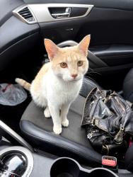 Found/Stray Unknown Cat last seen S main street & E Bartlett Ave, Bartlett, IL 60103
