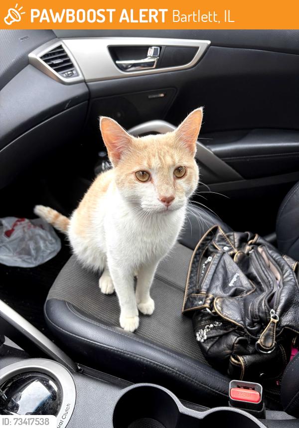 Found/Stray Unknown Cat last seen S main street & E Bartlett Ave, Bartlett, IL 60103