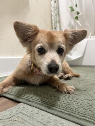 Reunited Female Dog last seen Near E 2nd St, Los Angeles, CA 90063, USA, Los Angeles, CA 90063