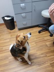 Reunited Male Dog last seen Rose Park, Washington, DC 20007