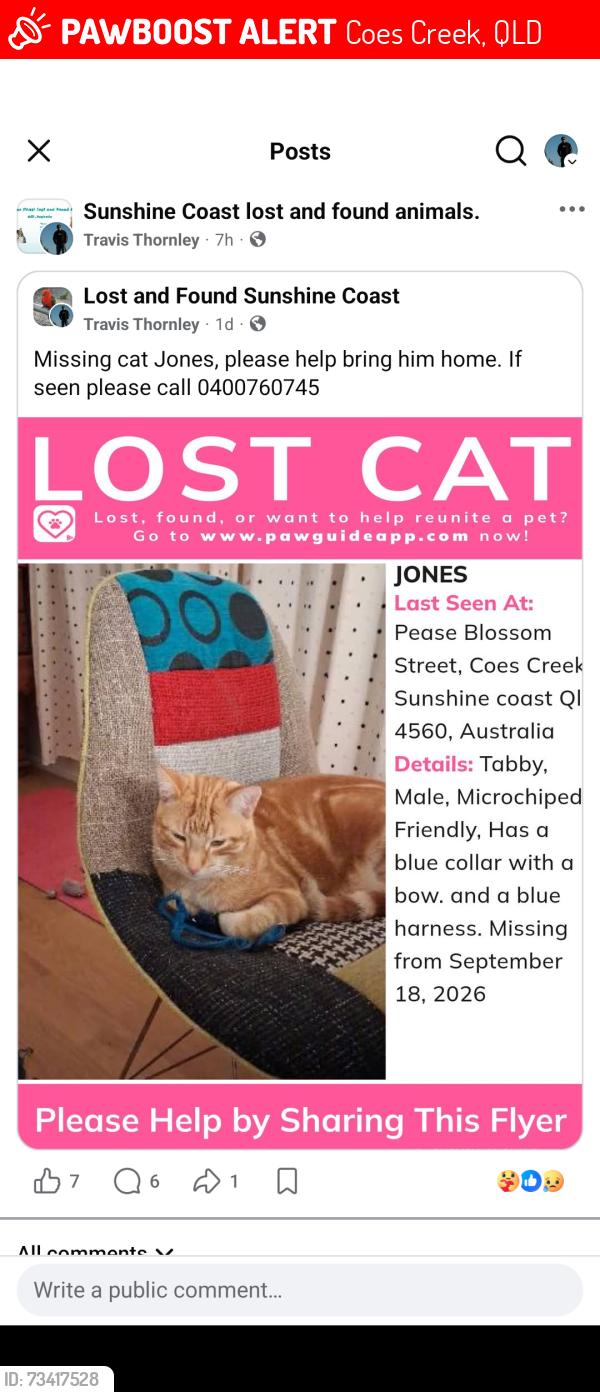 Lost Male Cat last seen Kerrs road, Coes Creek, QLD 4560