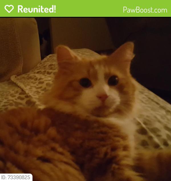 Reunited Male Cat last seen Whitetail Ln / Hwy 22, Crawford, GA 30630