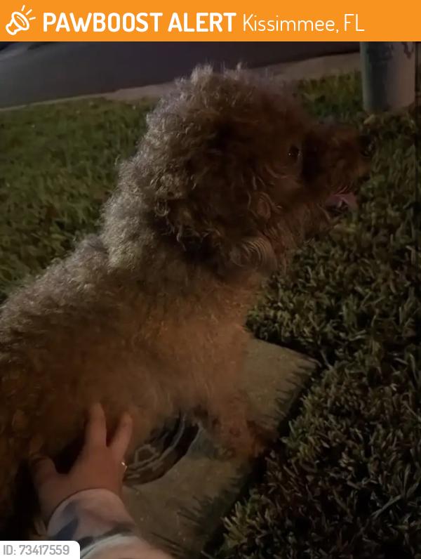 Found/Stray Male Dog last seen Turnberry reserve, Kissimmee, FL 34744