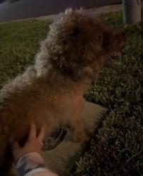 Found/Stray Male Dog last seen Turnberry reserve, Kissimmee, FL 34744