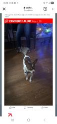 Lost Male Dog last seen Legacy Dr, Frisco, TX 75033