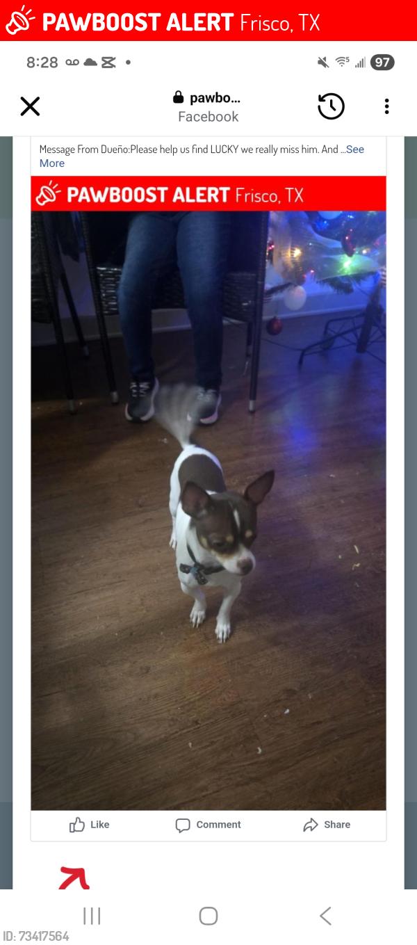 Lost Male Dog last seen Legacy Dr, Frisco, TX 75033