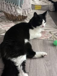 Found/Stray Male Cat last seen Keswick Drive SW, Edmonton, AB 
