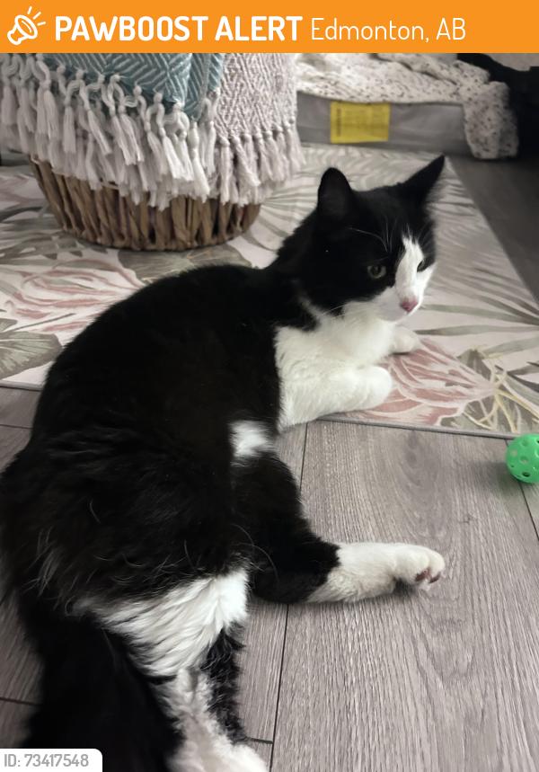 Found/Stray Male Cat last seen Keswick Drive SW, Edmonton, AB 