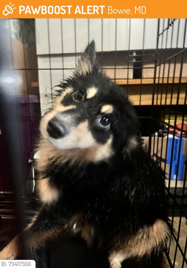 Found/Stray Female Dog last seen Millstream Drive/197, Bowie, MD 20716