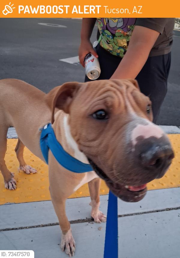 Found/Stray Male Dog last seen silverlake park, Tucson, AZ 85713