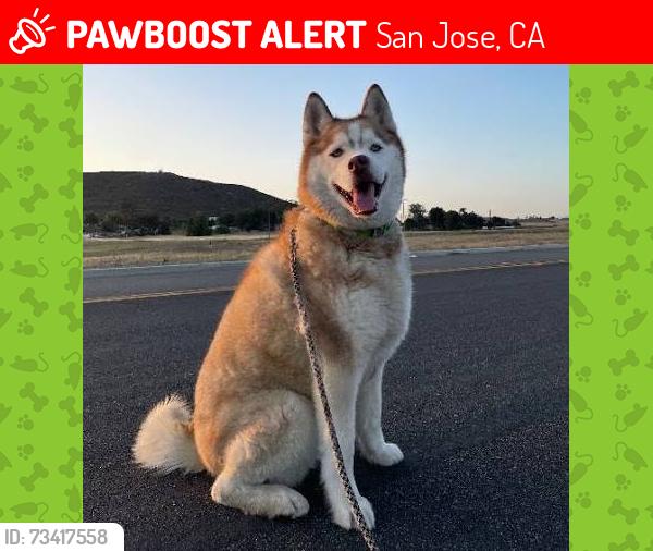 Lost Male Dog last seen Delmas and auzerais, San Jose, CA 95126