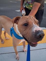 Found/Stray Male Dog last seen silverlake park, Tucson, AZ 85713