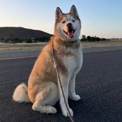 Lost Male Dog last seen Delmas and auzerais, San Jose, CA 95126