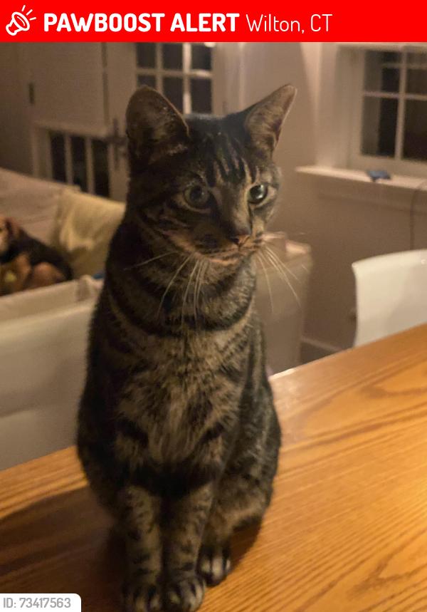 Lost Male Cat last seen Silver Spring Road, Wilton, CT 06897