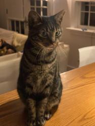 Lost Male Cat last seen Silver Spring Road, Wilton, CT 06897