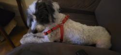Reunited Male Dog last seen Sajak/Townsend, San Jose, CA 95131