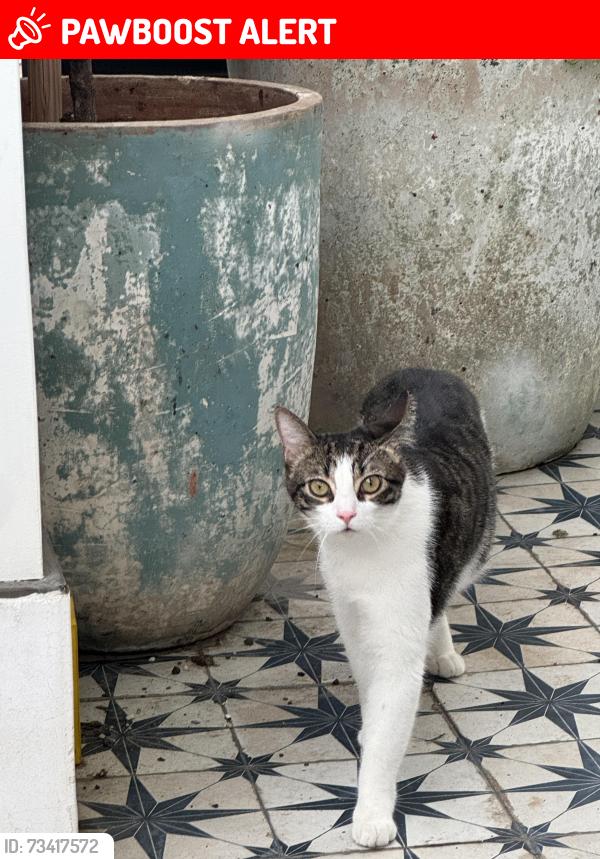 Lost Male Cat last seen Alma and 36th, Manhattan Beach, CA 90266