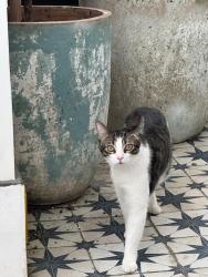 Lost Male Cat last seen Alma and 36th, Manhattan Beach, CA 90266