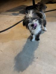 Found/Stray Male Dog last seen Central/Bear Valley, Apple Valley, CA 92308