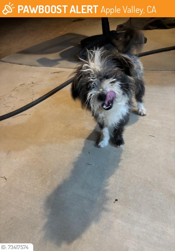 Found/Stray Male Dog last seen Central/Bear Valley, Apple Valley, CA 92308