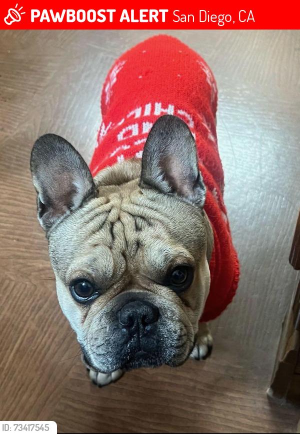 Lost Male Dog last seen Norstad/Goodbody St, San Diego, CA 92154