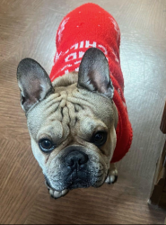 Lost Male Dog last seen Norstad/Goodbody St, San Diego, CA 92154