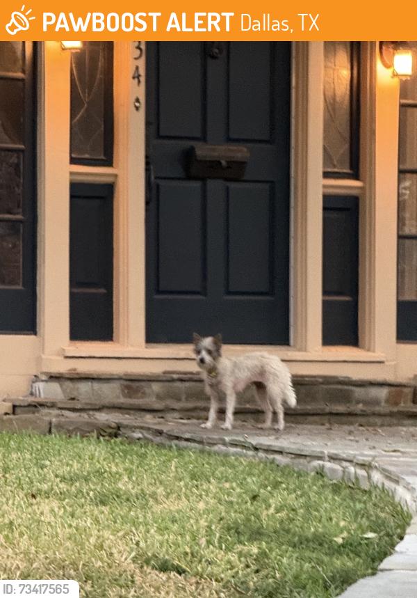 Found/Stray Unknown Dog last seen Homer St. and Henderson Ave., Dallas, TX 75206