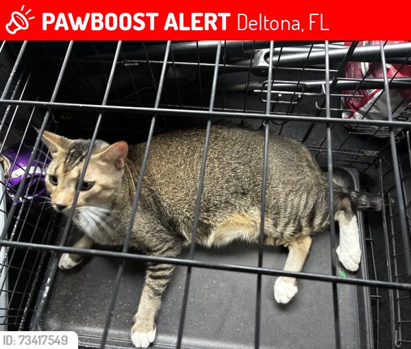 Lost Male Cat last seen Norwood & Alexander, Deltona, FL 32725