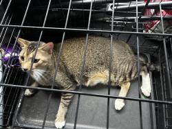 Lost Male Cat last seen Norwood & Alexander, Deltona, FL 32725