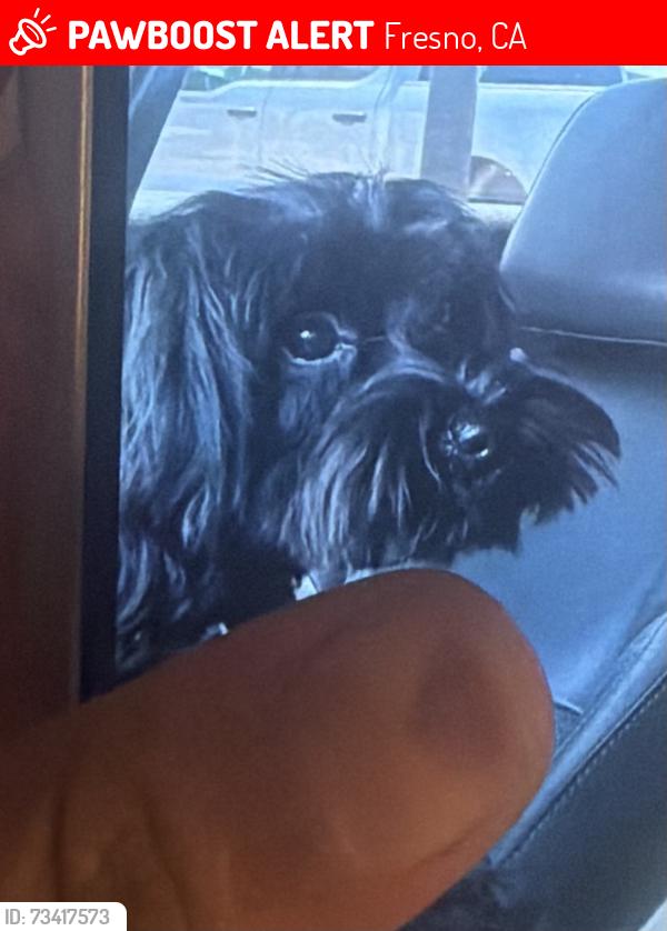 Lost Male Dog last seen Ashlan and fowler, Fresno, CA 93727