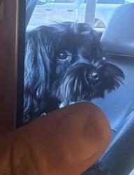 Lost Male Dog last seen Ashlan and fowler, Fresno, CA 93727