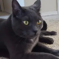 Reunited Male Cat last seen Thousand Springs - South Meridian, Meridian, ID 83642