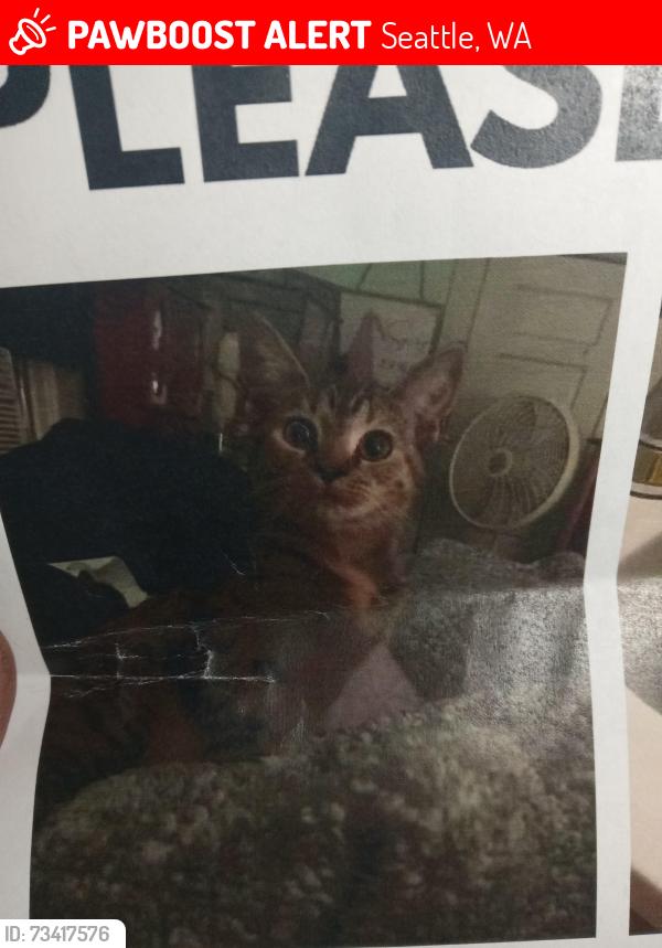 Lost Female Cat last seen Snelling and university, Saint Paul, MN 55108