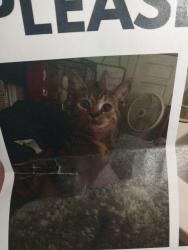 Lost Female Cat last seen Snelling and university, Saint Paul, MN 55108
