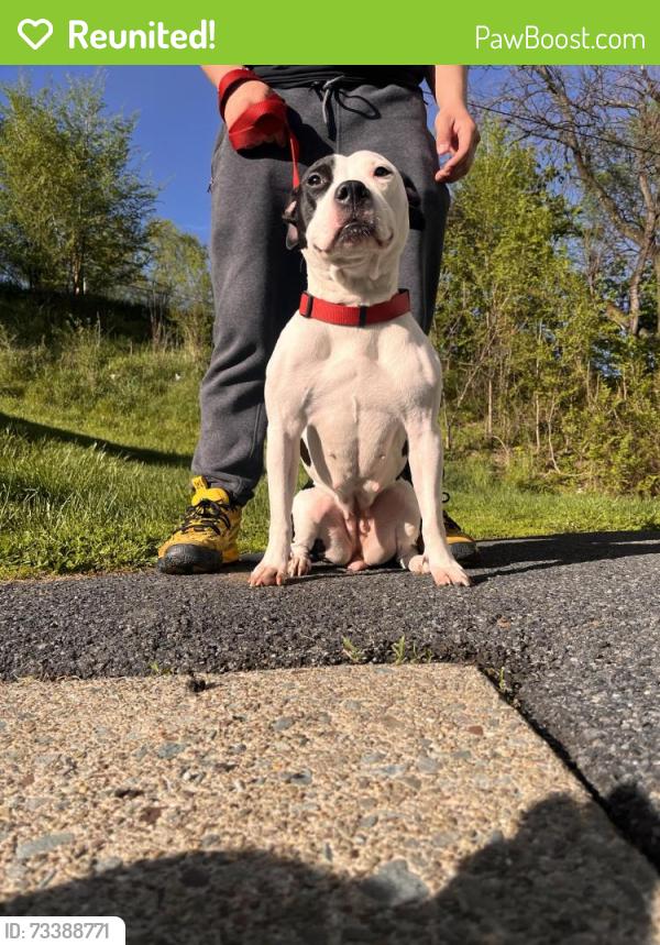 Reunited Female Dog last seen Townhouse, Scranton, PA 18508