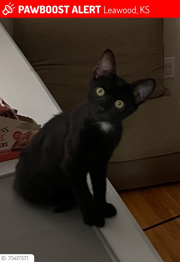 Lost Male Cat last seen 105th and Belinder, Leawood, KS 66206
