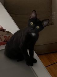 Lost Male Cat last seen 105th and Belinder, Leawood, KS 66206