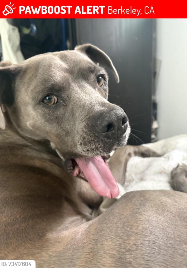 Lost Female Dog last seen Lake Anza, Berkeley, CA 94708