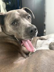 Lost Female Dog last seen Lake Anza, Berkeley, CA 94708