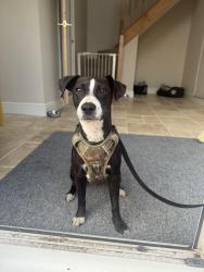 Lost Male Dog last seen Chippenham Road, Lyneham, England 