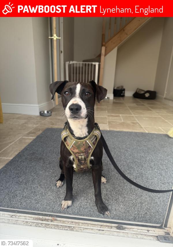 Lost Male Dog last seen Chippenham Road, Lyneham, England 