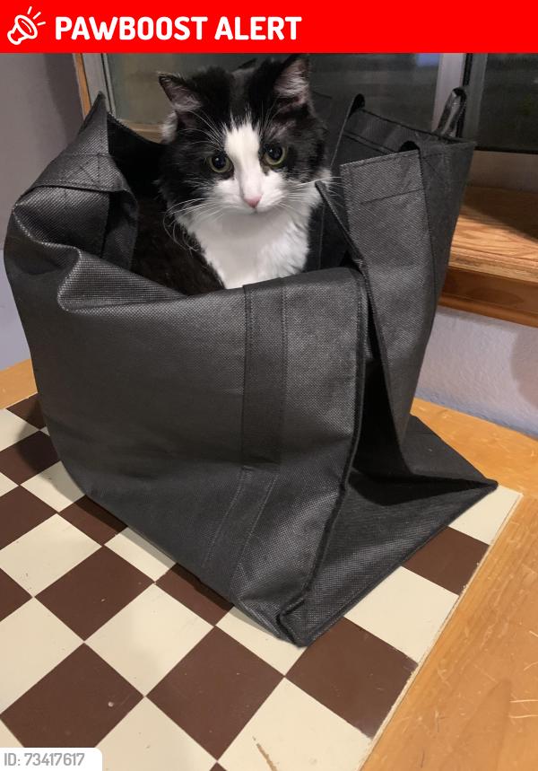 Lost Female Cat last seen Union, Damon, Royal Palm Drive, Colorado Springs, CO 80918