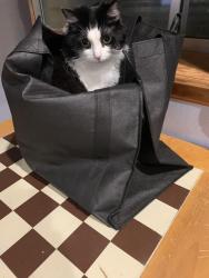 Lost Female Cat last seen Union, Damon, Royal Palm Drive, Colorado Springs, CO 80918